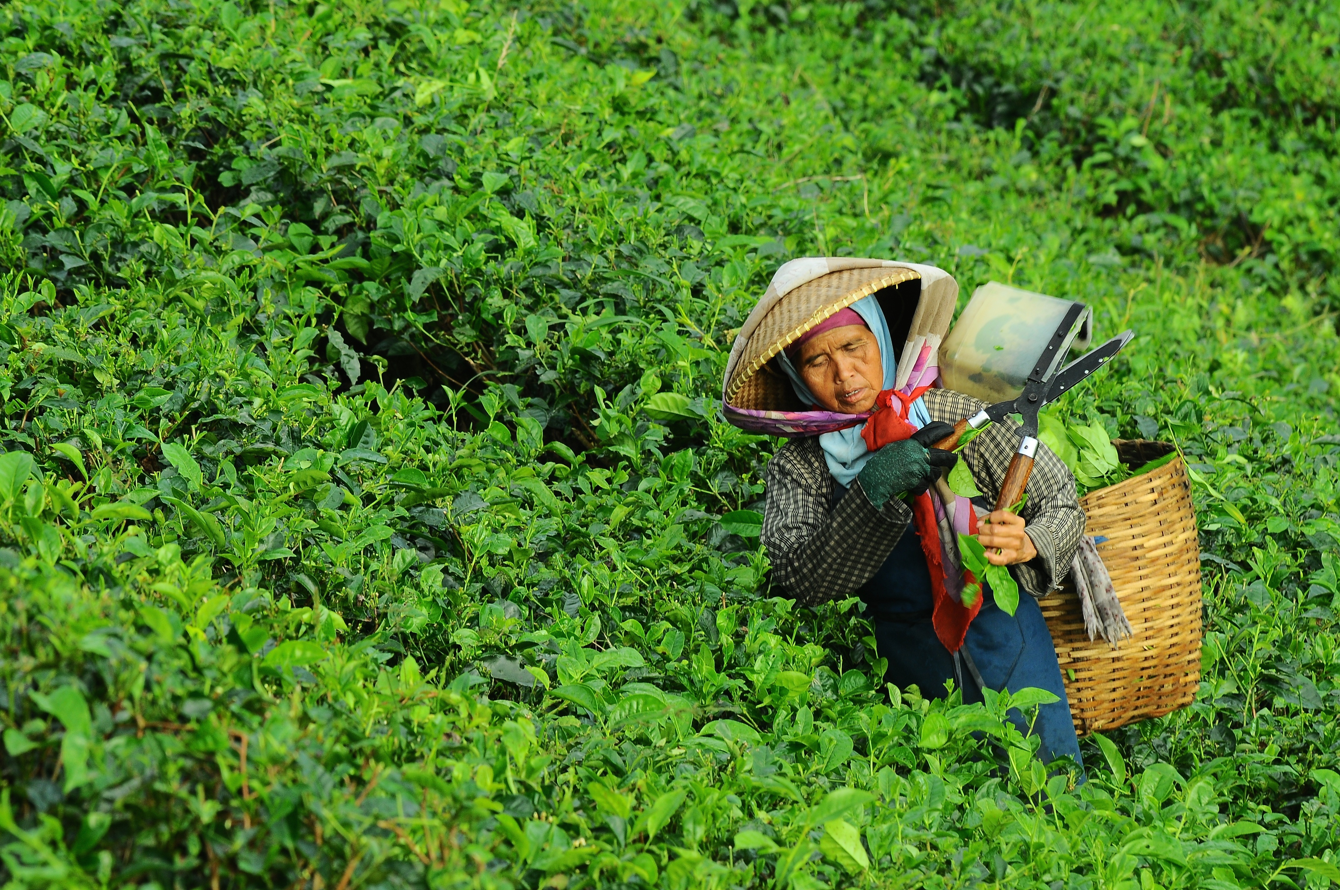 woman-farmer-tea.jpg